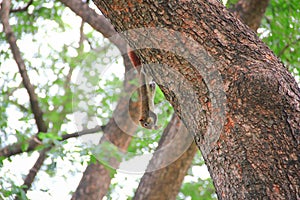 Little squirrel climb on a tree