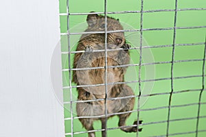 Little squirrel degu hanging on the bars of the cage