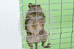 Little squirrel degu hanging on the bars of the cage