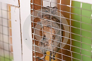 Little squirrel degu hanging on the bars of the cage