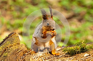 Little squirrel eating nut