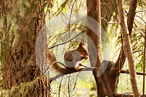 Little squirrel eating nut