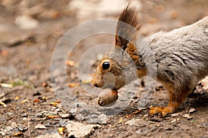 Little squirrel eating nut