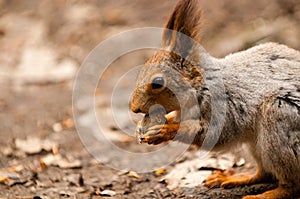 Little squirrel eating nut