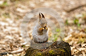 Little squirrel eating nut