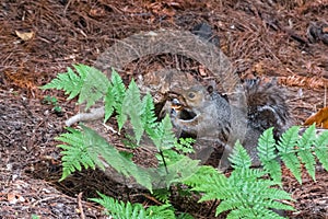 Little squirrel eating outdoors photo