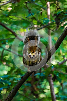 The little squirrel feasting high up in a tree