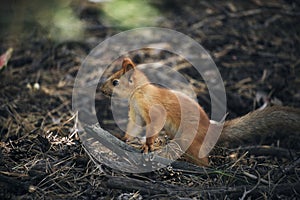 Little squirrel forest runs on ground.