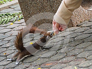 The little squirrel got feeding by a nice people.