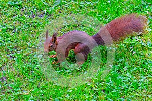 Little squirrel on a green meadow