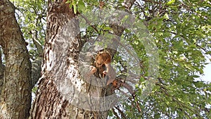 The little squirrel happily hopped around on the tree of Stanley Draper Lake Oklahoma Citys
