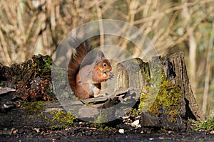 Little squirrel holding a nut