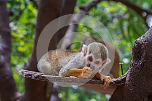 Little squirrel monkey eating on the plank in tee in zoo.