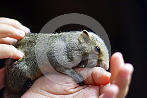 Little squirrel playing with owner by climbing on the hand.