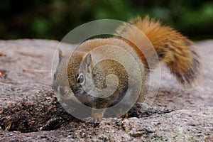 Little Squirrel On Rock