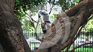 little squirrel that seems to pose for photography