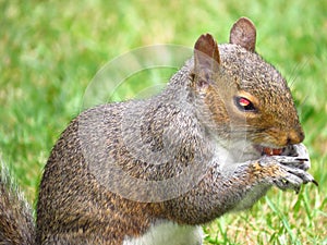 little squirrel sits on the grass in the park and eats a nut