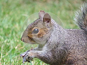 little squirrel sits on the grass in the park and eats a nut