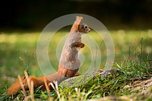Little squirrel sits in the woods