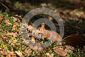 Little squirrel sits in the woods