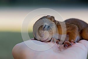Little squirrel sitting on a hand