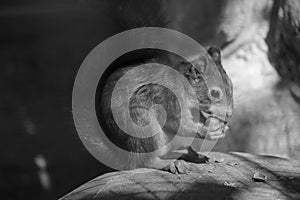 Little squirrel sitting on stone in winter park and eating nut