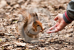 Little squirrel taking nuts from human hand