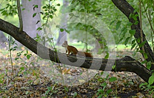 Little squirrel on a tree brench