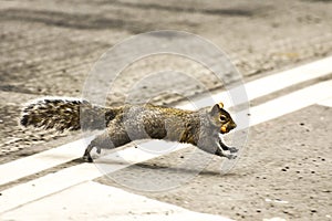 Little squirrel winter struggle on food search