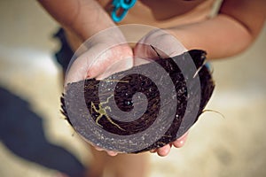 Little starfish in coconut in hands