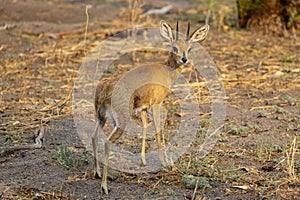 Little Steenbok an antelope, in Botswana, Africa
