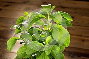 Little stevia plant