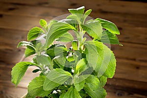 Little stevia plant photo