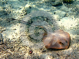 Little Stingray
