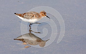 Little stint