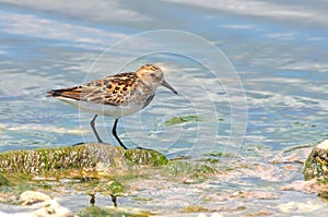 Little stint