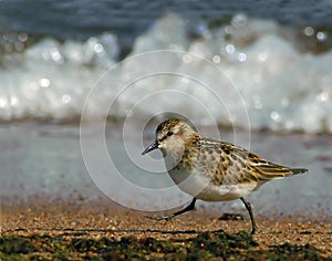 Little stint