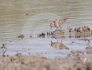 Little stint