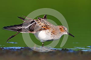 Little Stint