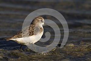 Little Stint