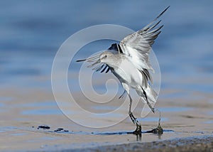 Little Stint