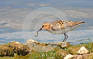 Little stint (calidris minuta)