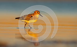 Little Stint (Calidris minuta)