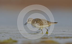 Little Stint (Calidris minuta)