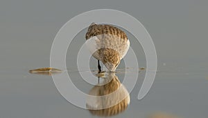 Little Stint (Calidris minuta)