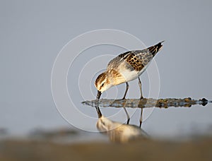 The little stint Calidris minuta feeding