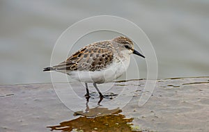 The Little Stint - Calidris minuta in the shallow water