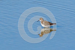 Little stint Calidris minuta in the wild