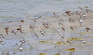 Little Stint and Curlew Sandpiper