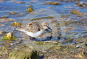 Little Stint feeding